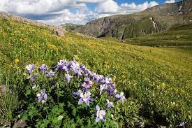 Wildflowers in grand junction co. 5 Colorado Wildflower Hikes Colorado Com