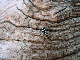 We did not find results for: Jumping Spiders 6legs2many