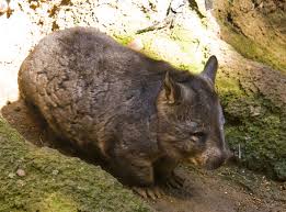 Image result for Northern hairy-nosed wombat