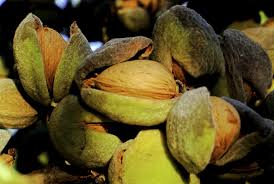 That is the focus of our topic in this post. Harvesting Almond Trees When And How To Harvest Almond Trees