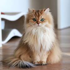 The Queen Is Not Pleased Heads Will Roll Cute Cats Beautiful Cats Cute Cats And Kittens