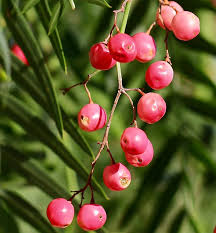 Image result for Schinus molle