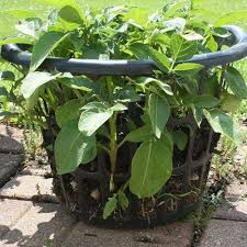 How To Grow Potatoes In Laundry Baskets Grow Potatoes In Container Diy Potato Planter Growing Potatoes