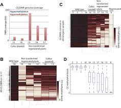 This capacity of a single cell to grow into a kato et al. Plants Regenerated From Tissue Culture Contain Stable Epigenome Changes In Rice Elife