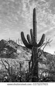 Desert with rock mountains and cactus landscape at sunset scene. Shutterstock Puzzlepix