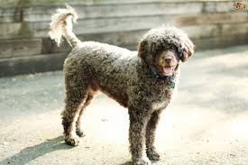 Brown and white portuguese water dog 134881. Curly Coated Retriever Or Portuguese Water Dog Which Breed Makes The Better Family Pet Pets4homes