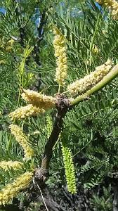 Image result for Prosopis glandulosa