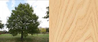 Douglas naturel, chêne, brut , raboté, poutres, planches, plans de travail massifs, chevrons, poteaux, bastaings, madriers, bardage, lames à terrasses & volets, parquet, lambris, tasseaux, clôtures, planchers, plinthes bois, toilettes sèches. Le Chataignier Deboisec