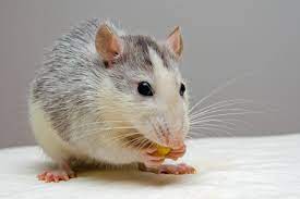 How Long Can A Mouse Live Without Food Beezzly