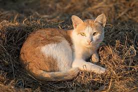 from wikiwand قطة تستلقي على تبن الأرز cats white cats tiger fish