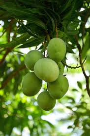 Check spelling or type a new query. Mango Vegetable Food Tropical Fruit Plant Tropical Fruit Green Green Color Food And Drink Pxfuel