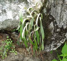 Image result for Poa schimperiana