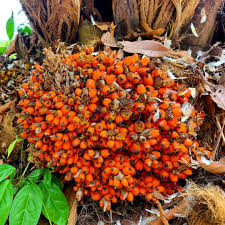 Image result for Elaeis