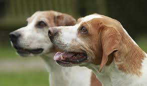 Shop a huge selection of discount bedroom furniture items. Beagle Breed Information