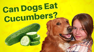Nutrients of cucumber that are good for dogs. Can Dogs Eat Cucumbers Are Cucumbers Good For Dogs Youtube