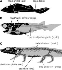 The smallest bone in the body is in the ear and is only 1/8 inch long. Evolution Of The Vertebrate Skeleton Morphology Embryology And Development Zoological Letters Full Text