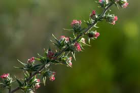 Image result for Cliffortia