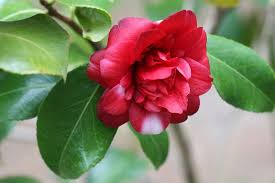 Pin On Camellias