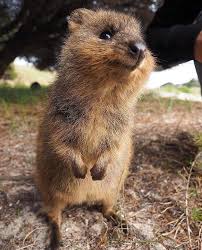 91 9k Likes 1 245 Comments Australia Australia On Instagram Oh Hai Can We Be Best Friends Please T Cute Animals Happy Animals Cute Creatures