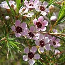 Chamelaucium Uncinatum Wax Flower 15cm Pot Size Australian Flowers Wax Flowers Australian Native Flowers