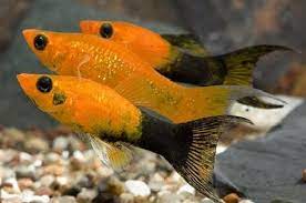 Apa Saja Perbedaan Ikan Platy Dan Molly Suka Ikan