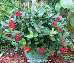 Image result for Ixora hartiana