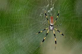 The length they attain is however not inclusive of leg span. Banana Spider Facts And Bite Treatment Pest Wiki