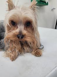 FOUND! Thank you everyone for your help and messages. Little brown terrier 