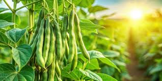 Image result for Cyamopsis tetragonoloba