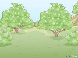 See full list on wikihow.com 3 Ways To Identify Elderflower Wikihow