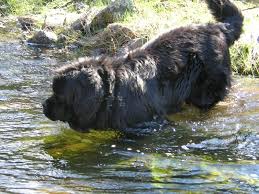 About Newfoundland Dogs Wolfcreek Newfoundlands