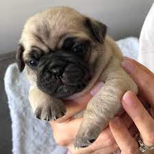 A range adopt a dog or adopt a cat and you'll have a friend for life. Baker S Pug Puppies Of Central Florida Home Facebook
