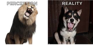 17 Dogs Who Lack All Self Awareness Dogs Cute Animals Funny Animals