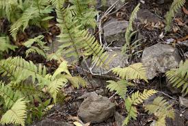 Image result for Arthropteris