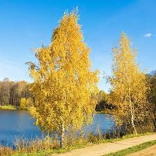 River Birch Trees For Sale Near Me Heritage River Birch River Birch Trees River Birch Types Of Soil