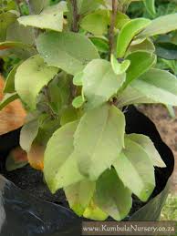 Image result for Putterlickia