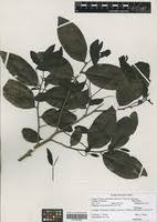 Image result for Diospyros abyssinica