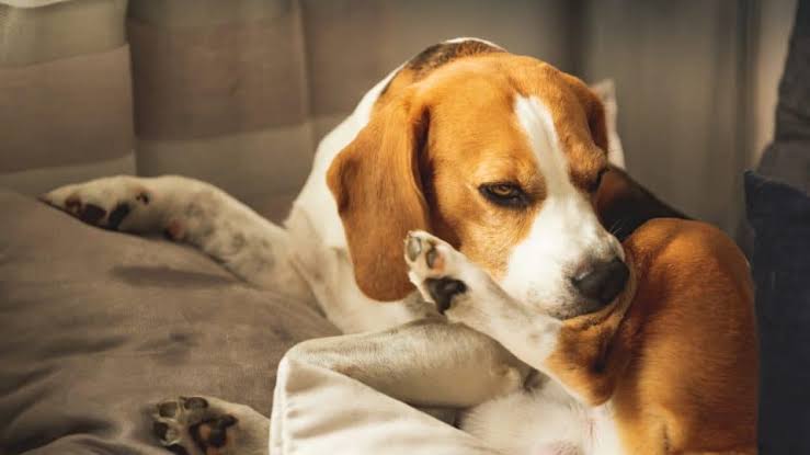 How to Find the Best Flea Treatments for Your Dogs