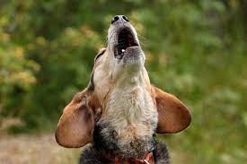 Weird Noises Pets Make And What They Mean