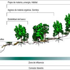 Ecología conjunto que forman un medio natural y los seres vivos que habitan en él y sus interacciones mutuas la acción humana está alterando los. Esquema Tipo De Un Ecosistema Ribereno Se Observa Las Zonas De Download Scientific Diagram