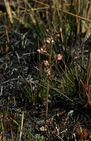 Image result for Eulophia clitellifera