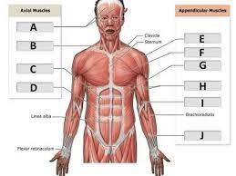 Identify the main muscles of the body, using the accompanying diagram; I Identify The Main Muscles Of The Body Using The Accompanying Diagram Indicate Using The Letters Provided Where Each Muscle Group Is On The Diagram Https Alg Manifoldapp Org System Actioncallout