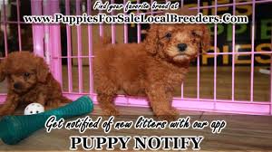 Come visit us in huntington ny today. Red Cavapoo Puppies For Sale Georgia Local Breeders Gwinnett County Ga Youtube