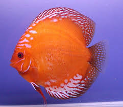 Pin On Discus Fish
