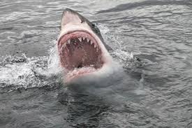 Two of the famous but rarest species such as the humpback whales and southern right whales migrate each year, reaching south africa in june. Great White Shark Shown Almost Bitten In Half By Rival Shark In Terrifying Video
