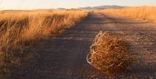 Tumbleweed's menu includes continental food, encompassing such foods as chicken and steak. What Is The Meaning Of Tumbleweed Question About English Us Hinative