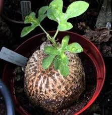 Image result for Adenia gummifera