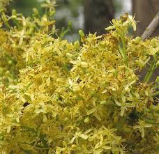 Image result for Ptaeroxylon obliquum