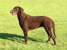 This breed has also been used in the force for drug detection, rescue missions, and it also has credit for being a therapy dog. Curly Coated Retriever Dog Breed Facts Highlights Buying Advice Pets4homes