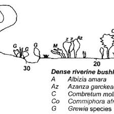 Image result for Gutenbergia polycephala